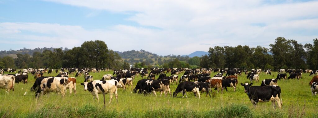 Elders Real Estate Bega